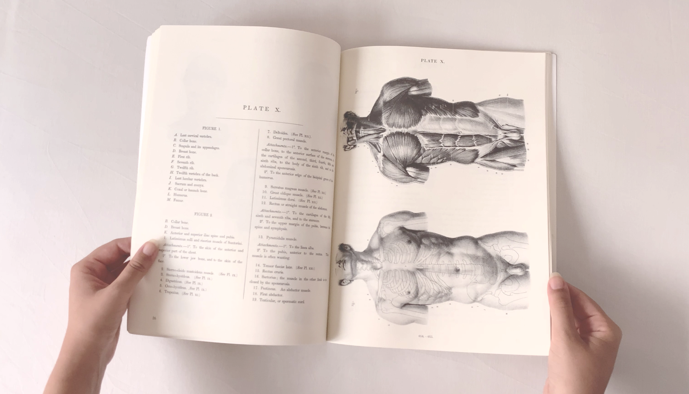 The best books on human anatomy for artists